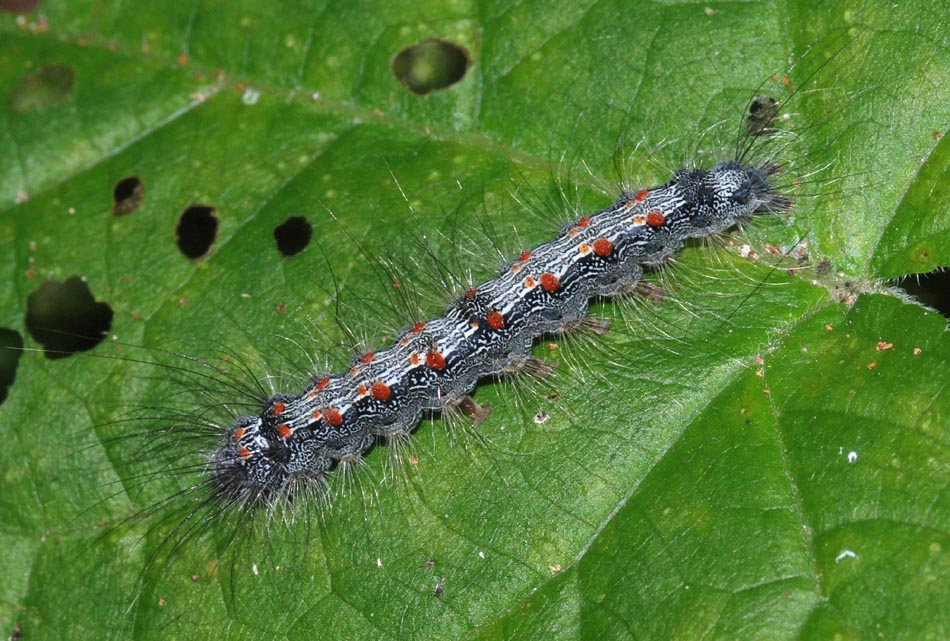 Notturna da det. - Lithosia quadra (femmina e larva)